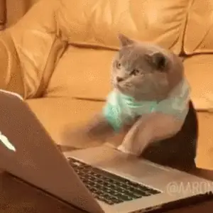 A cat typing